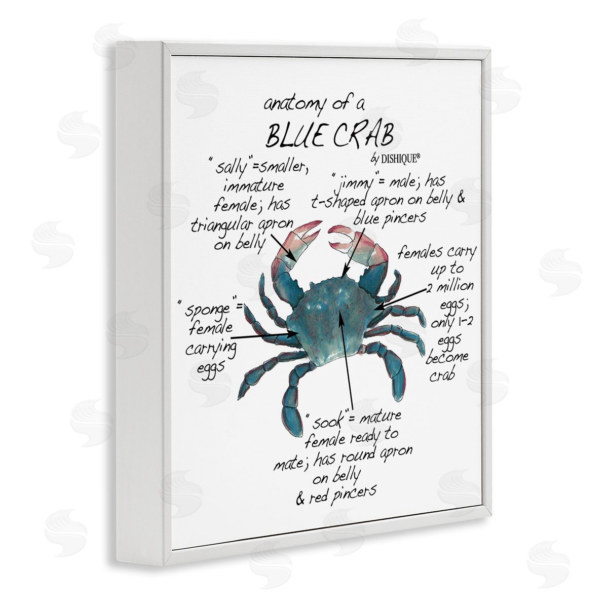 Dishique Crab Anatomy Facts Educational Sea Life Diagram White Framed Glicee Wall Art Print