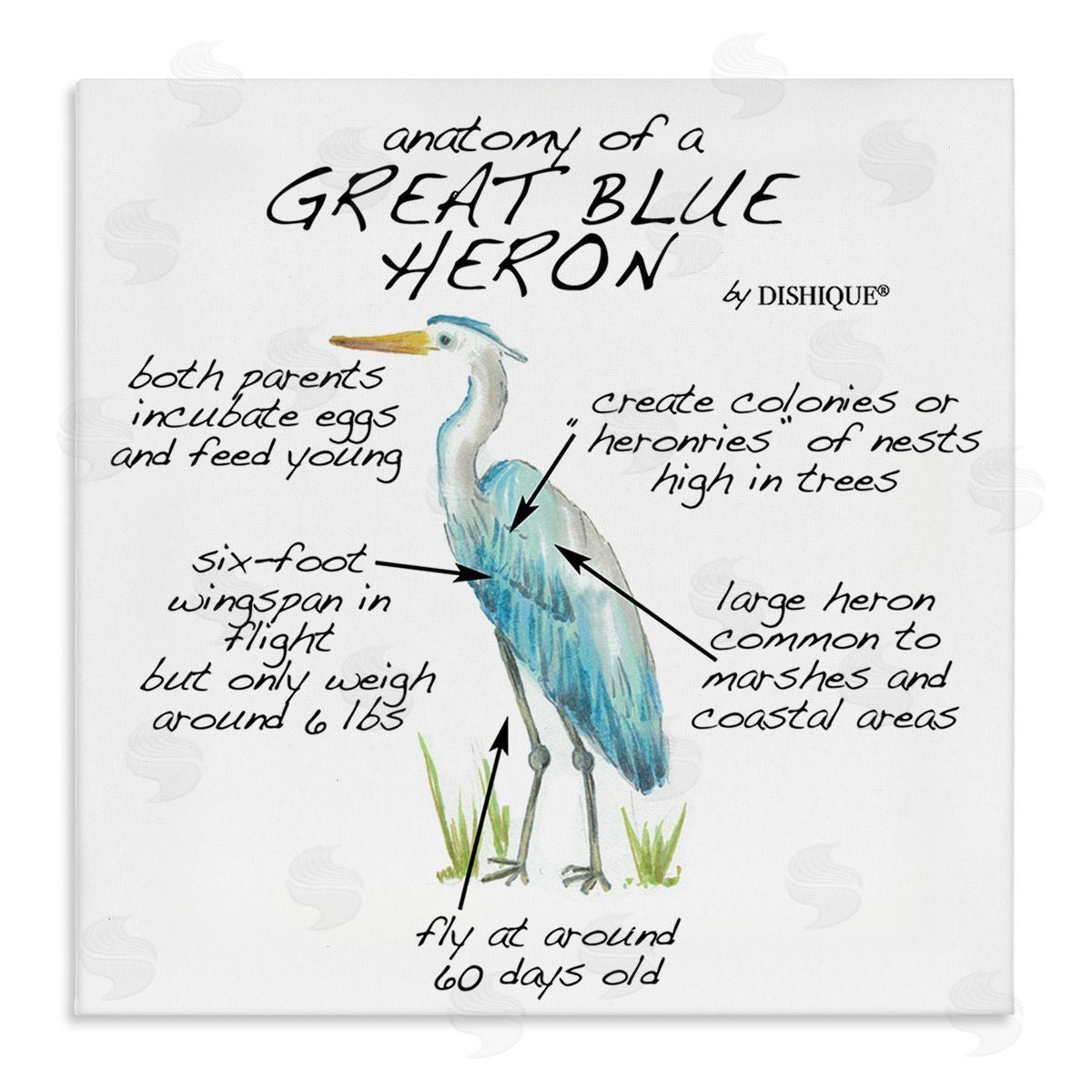 Dishique Great Blue Heron Bird Learning Diagram Wildlife Facts Stretched Canvas Wall Art Print