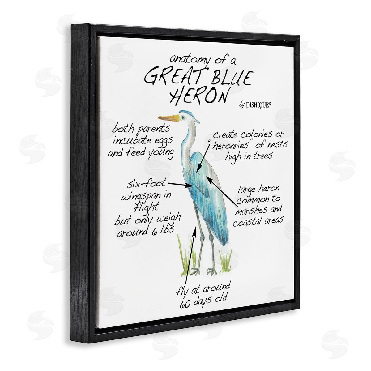 Dishique Great Blue Heron Bird Learning Diagram Wildlife Facts Black Floating Frame Canvas Wall Art Print