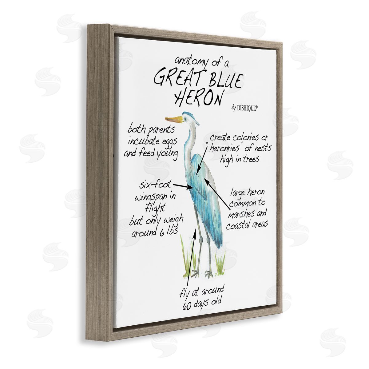 Dishique Great Blue Heron Bird Learning Diagram Wildlife Facts Brown Floating Frame Canvas Wall Art Print