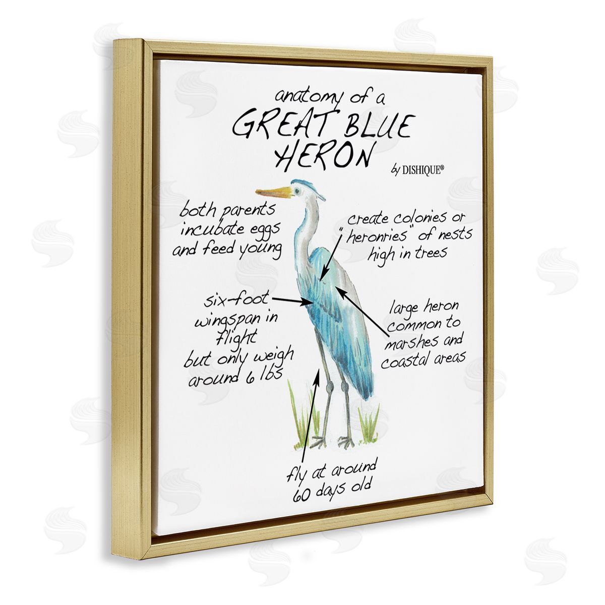 Dishique Great Blue Heron Bird Learning Diagram Wildlife Facts Gold Floating Frame Canvas Wall Art Print
