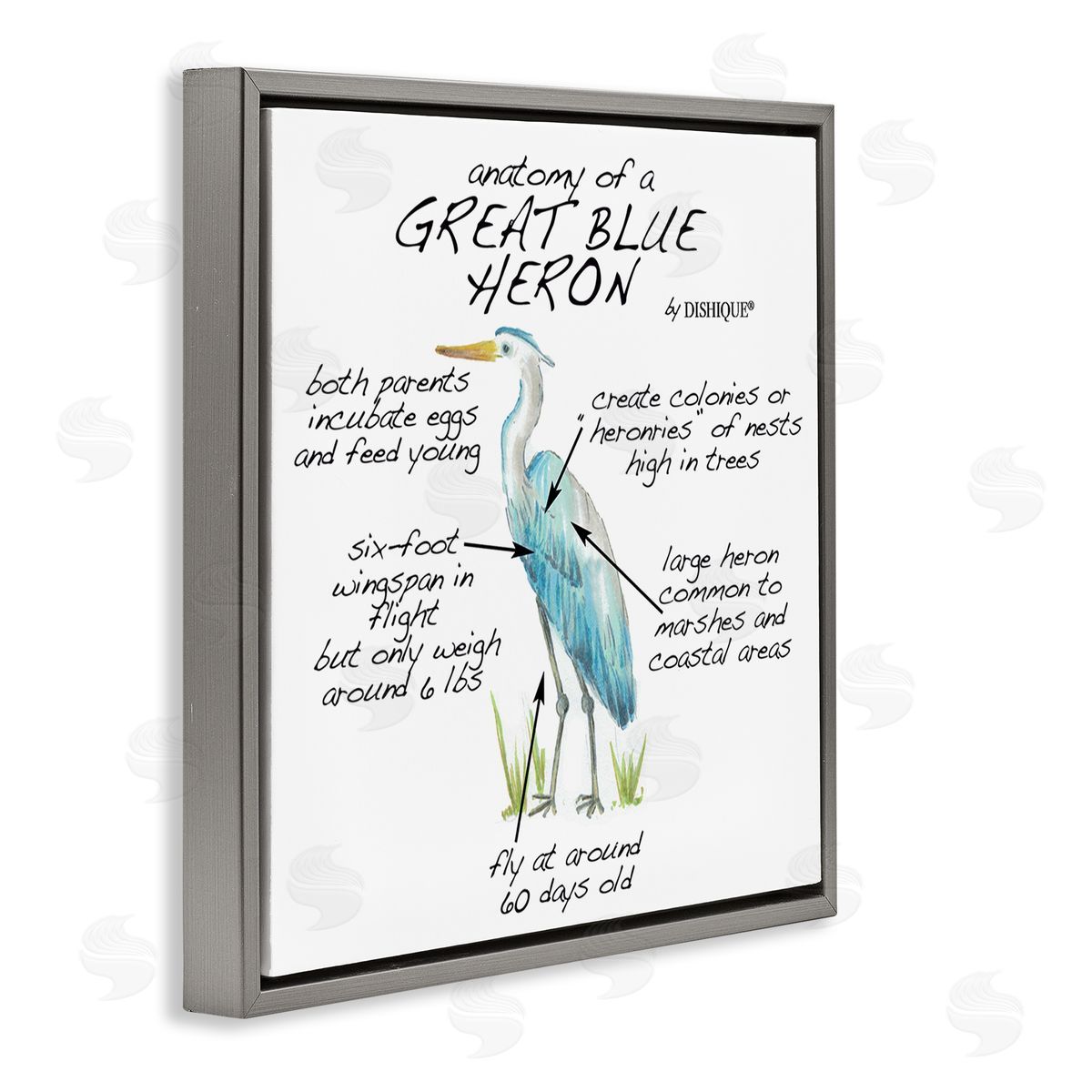 Dishique Great Blue Heron Bird Learning Diagram Wildlife Facts Gray Floating Frame Canvas Wall Art Print