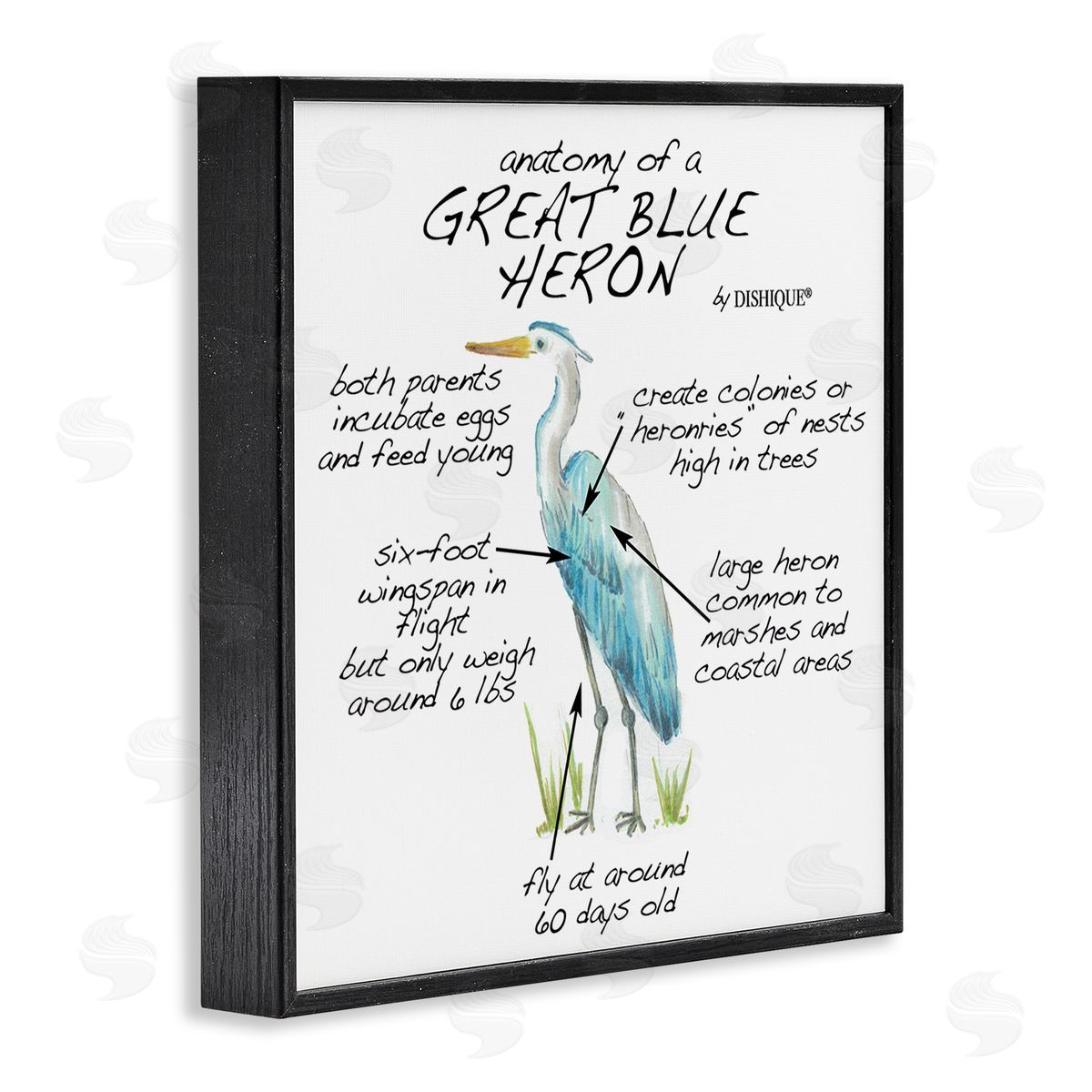 Dishique Great Blue Heron Bird Learning Diagram Wildlife Facts Black Framed Glicee Wall Art Print