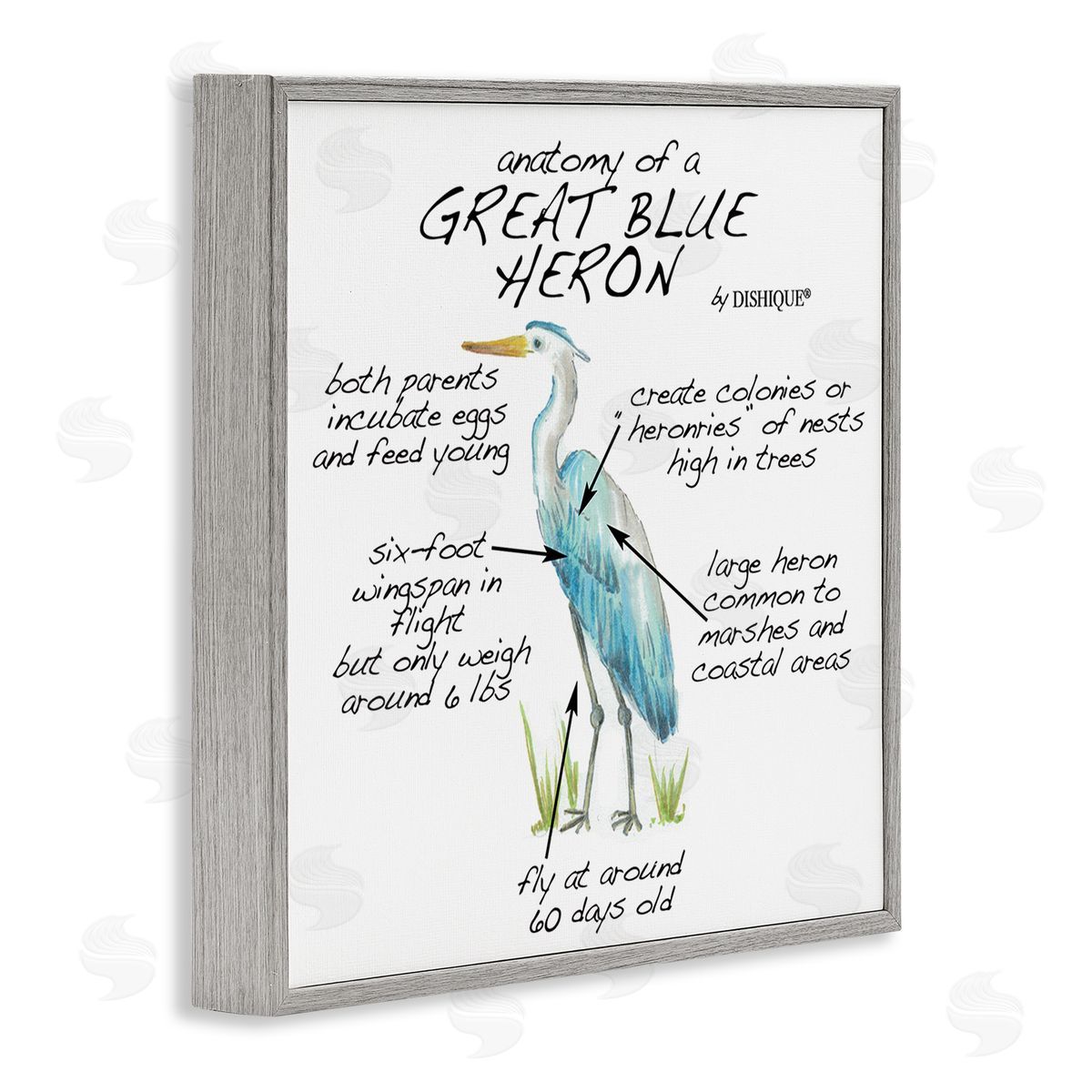 Dishique Great Blue Heron Bird Learning Diagram Wildlife Facts Gray Framed Glicee Wall Art Print