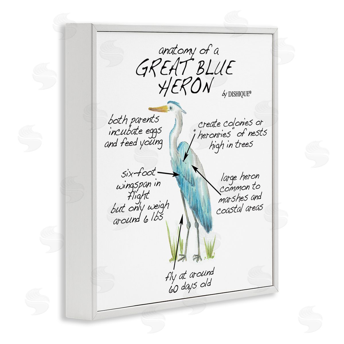 Dishique Great Blue Heron Bird Learning Diagram Wildlife Facts White Framed Glicee Wall Art Print