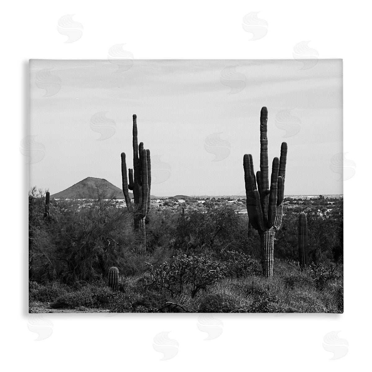 Graffitee Studios Desert Cactus Arid Vegetation Monochrome Nature Photography Stretched Canvas Wall Art Print