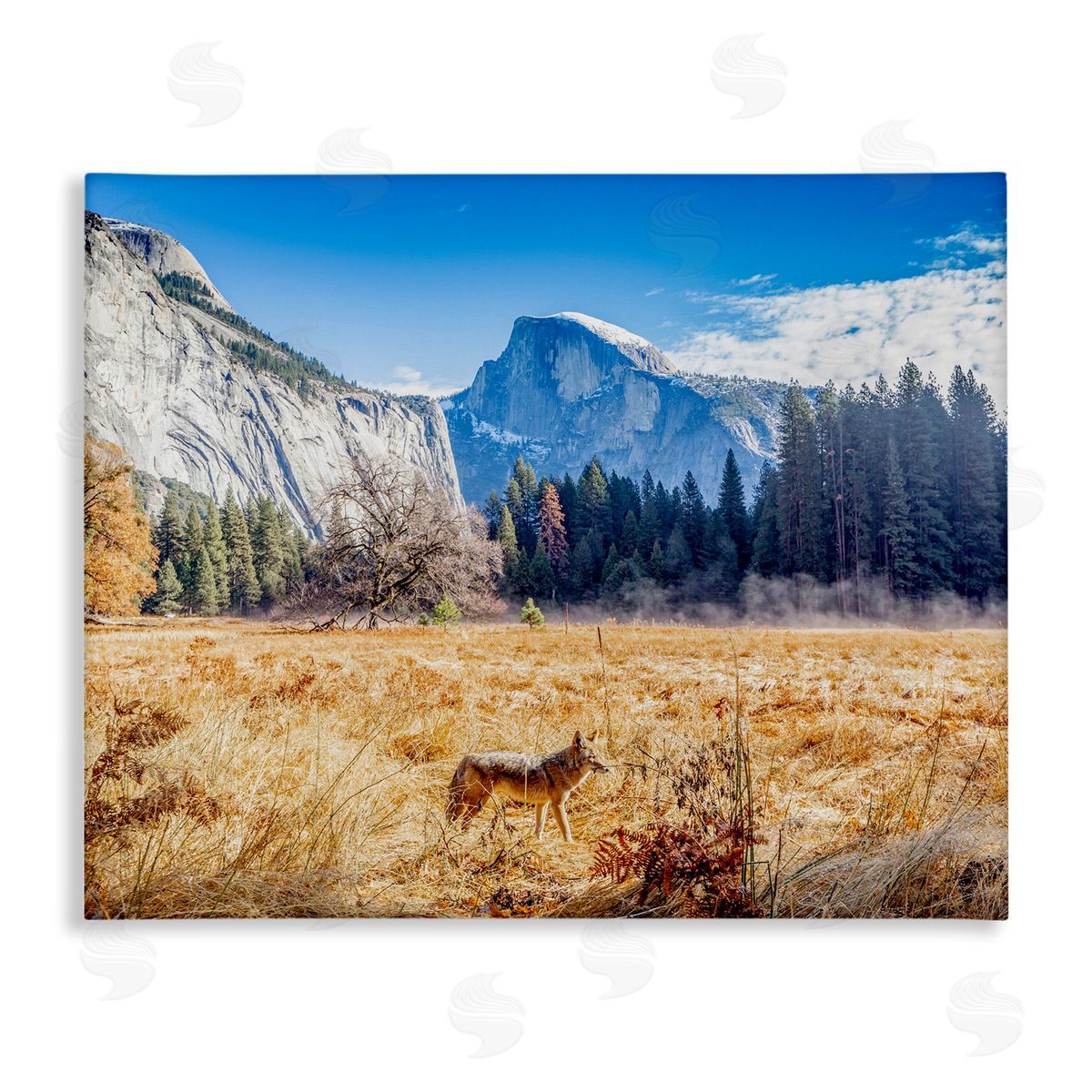 Jeff Poe Photography Wolf Grazing Rural Grassland Clear Sky Mountains Stretched Canvas Wall Art Print