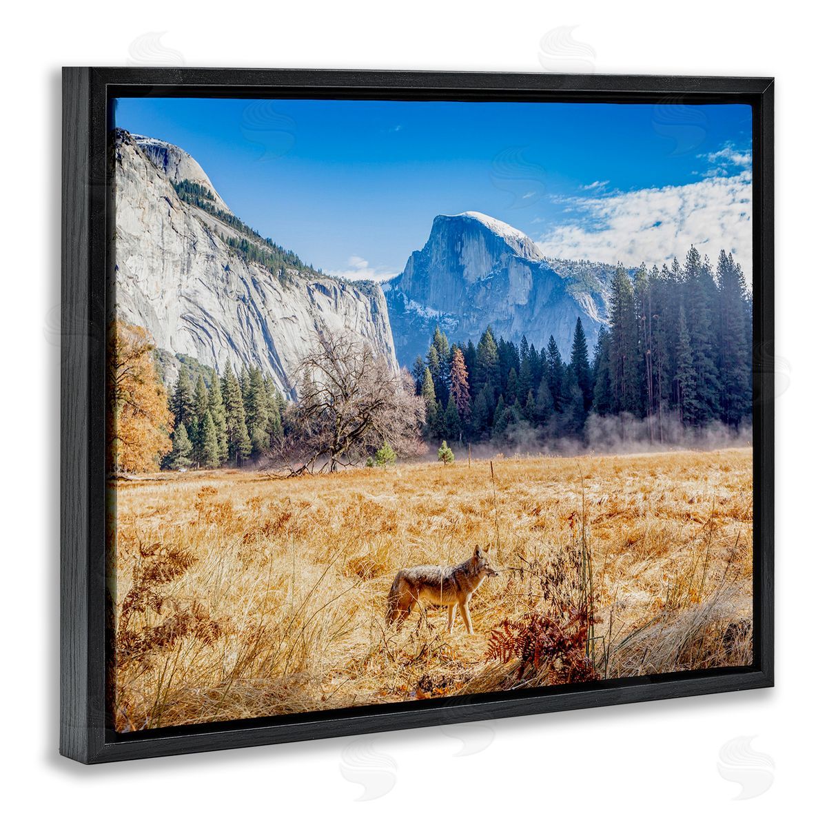 Jeff Poe Photography Wolf Grazing Rural Grassland Clear Sky Mountains Black Floating Frame Canvas Wall Art Print