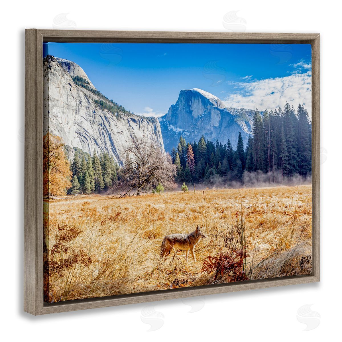 Jeff Poe Photography Wolf Grazing Rural Grassland Clear Sky Mountains Brown Floating Frame Canvas Wall Art Print