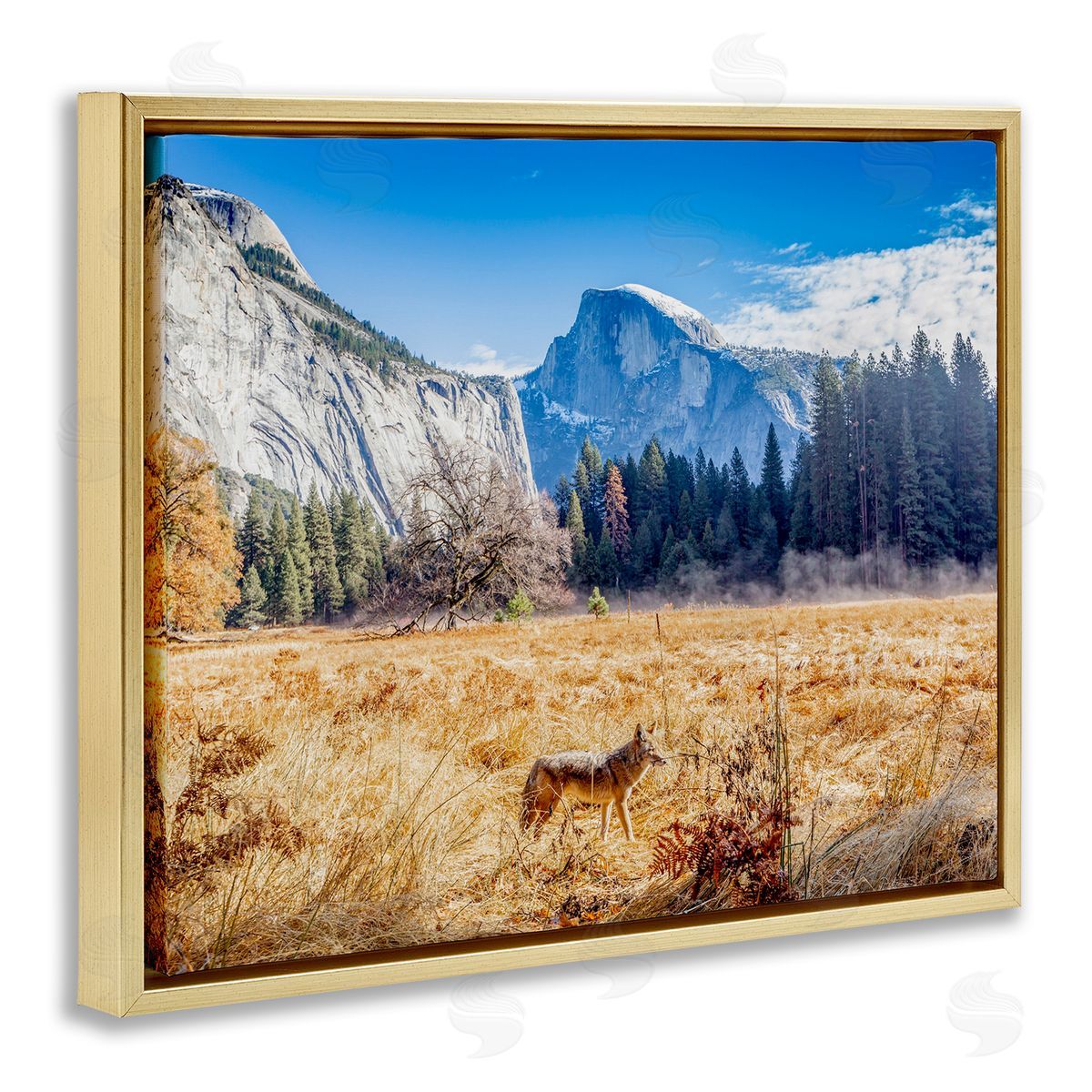 Jeff Poe Photography Wolf Grazing Rural Grassland Clear Sky Mountains Gold Floating Frame Canvas Wall Art Print