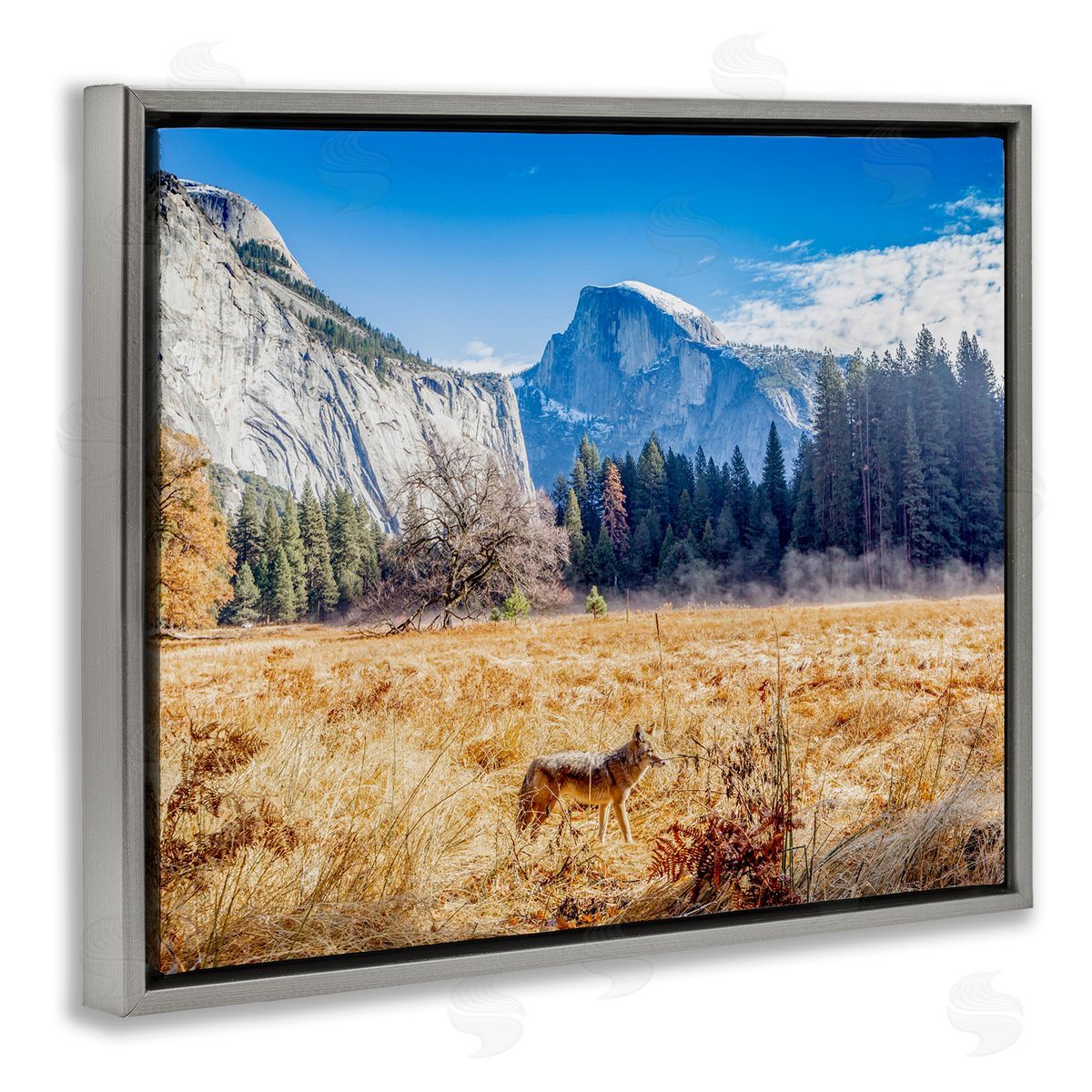 Jeff Poe Photography Wolf Grazing Rural Grassland Clear Sky Mountains Gray Floating Frame Canvas Wall Art Print