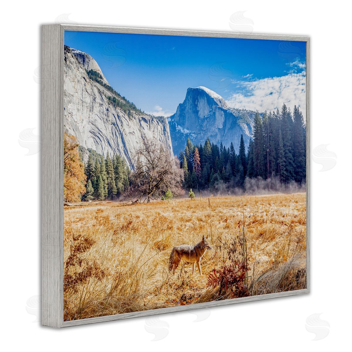 Jeff Poe Photography Wolf Grazing Rural Grassland Clear Sky Mountains Gray Framed Giclee Wall Art Print