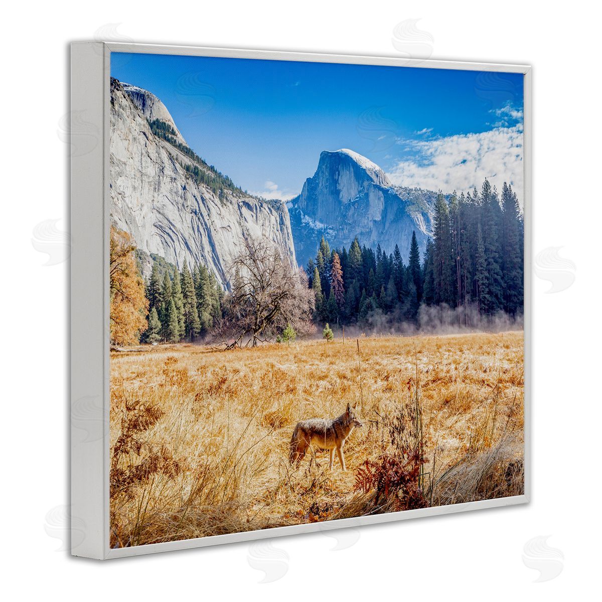 Jeff Poe Photography Wolf Grazing Rural Grassland Clear Sky Mountains White Framed Giclee Wall Art Print
