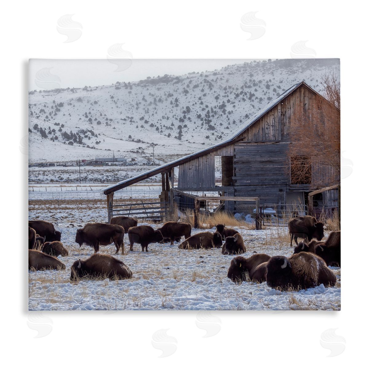 Jeff Poe Photography Grazing Rural Bison Snowy Farmland Barn Scenery  Stretched Canvas Wall Art Print