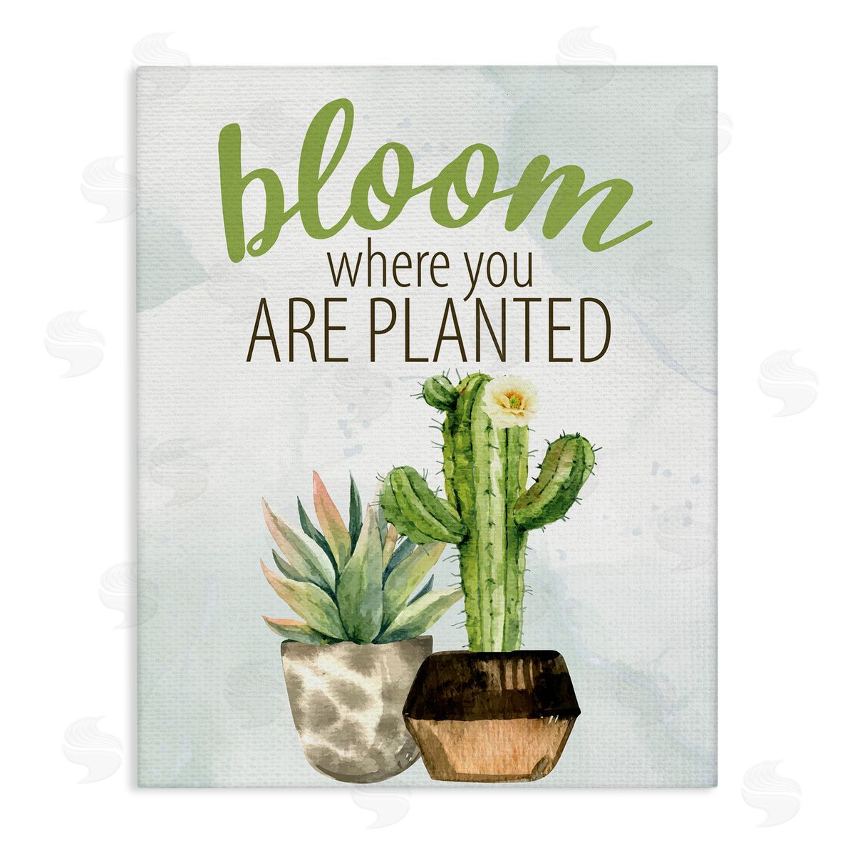Kim Allen Bloom Where You Are Planted Cactus Succulent  Stretched Canvas Wall Art Print