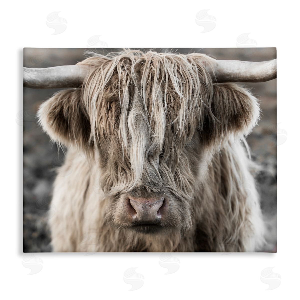 Danita Delimont Detailed Highlands Cattle Rural Farm Photography Stretched Canvas Wall Art Print