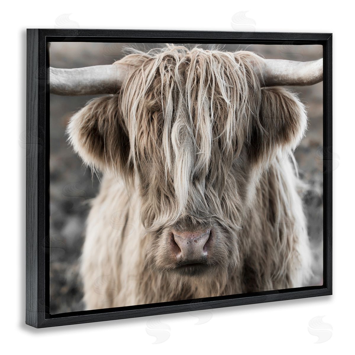 Danita Delimont Detailed Highlands Cattle Rural Farm Photography Black Floating Frame Canvas Wall Art Print