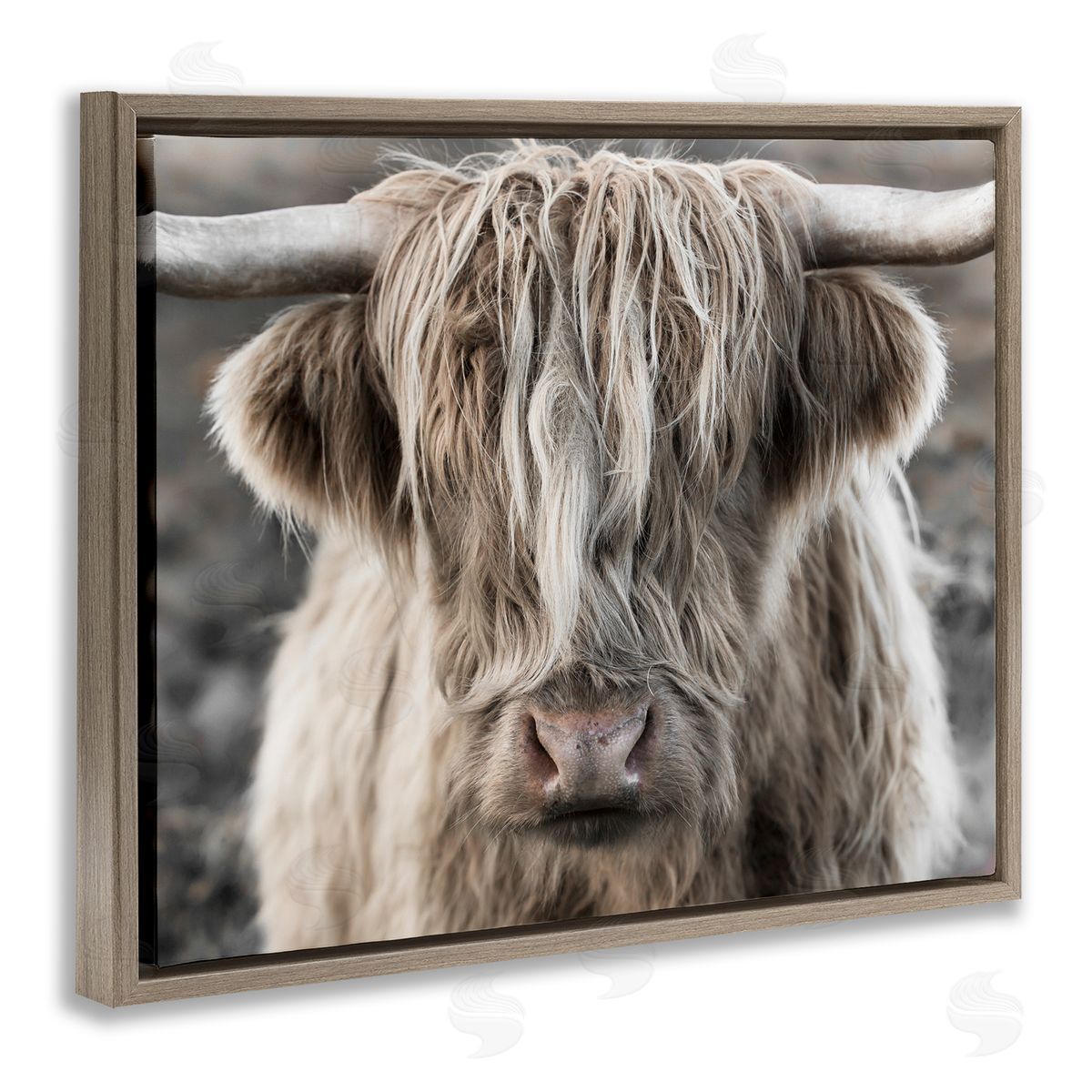 Danita Delimont Detailed Highlands Cattle Rural Farm Photography Brown Floating Frame Canvas Wall Art Print