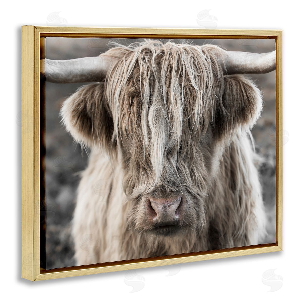 Danita Delimont Detailed Highlands Cattle Rural Farm Photography Gold Floating Frame Canvas Wall Art Print