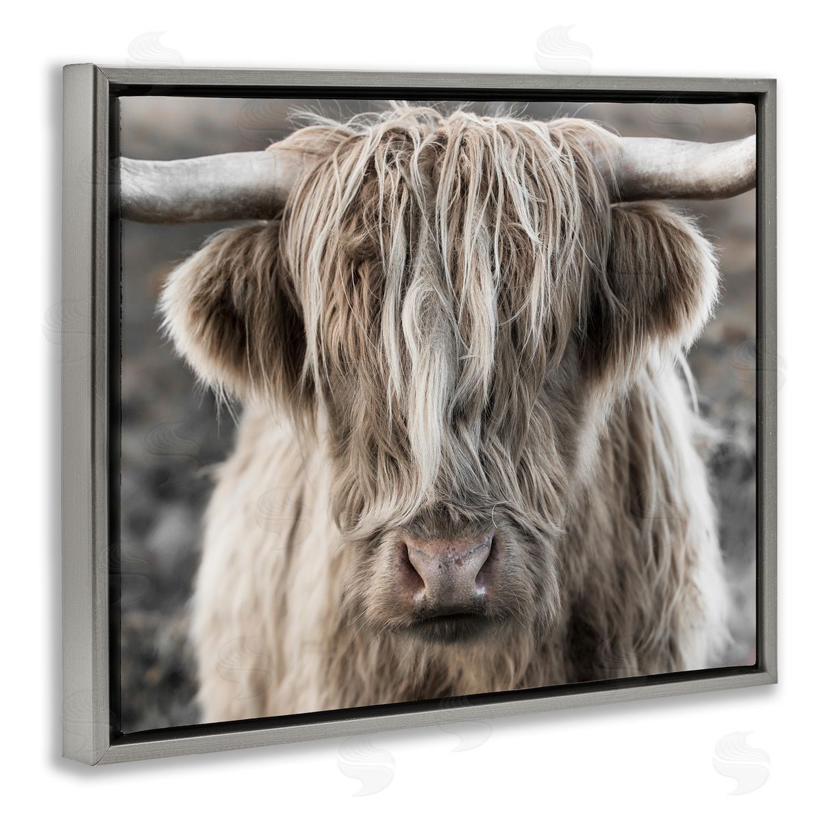 Danita Delimont Detailed Highlands Cattle Rural Farm Photography Gray Floating Frame Canvas Wall Art Print