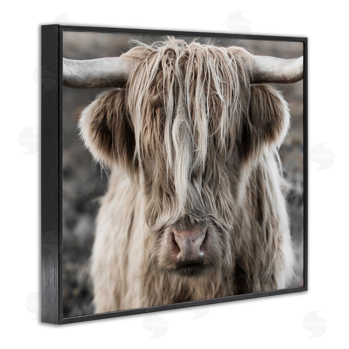 Danita Delimont Detailed Highlands Cattle Rural Farm Photography Black Framed Giclee Wall Art Print