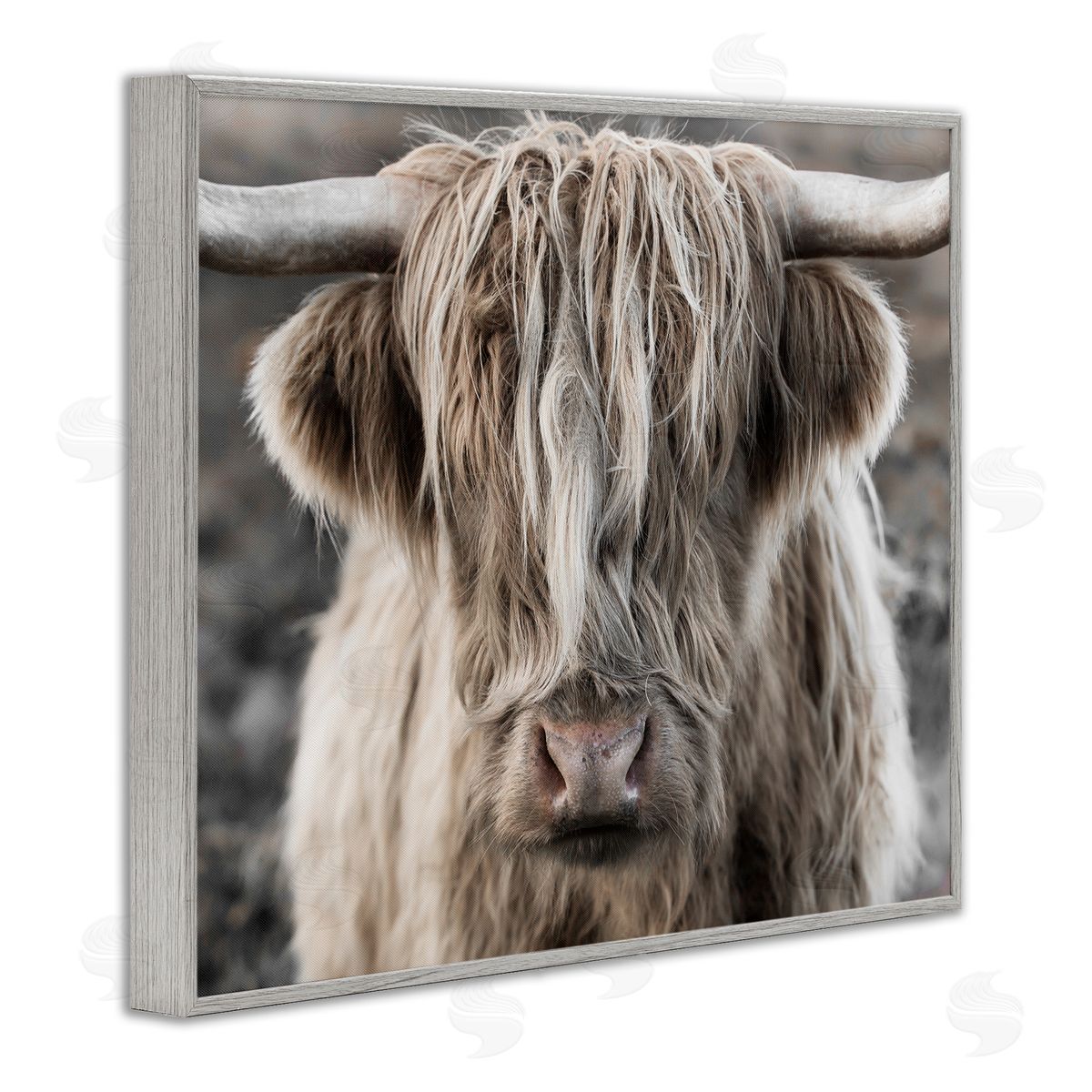 Danita Delimont Detailed Highlands Cattle Rural Farm Photography Gray Framed Giclee Wall Art Print