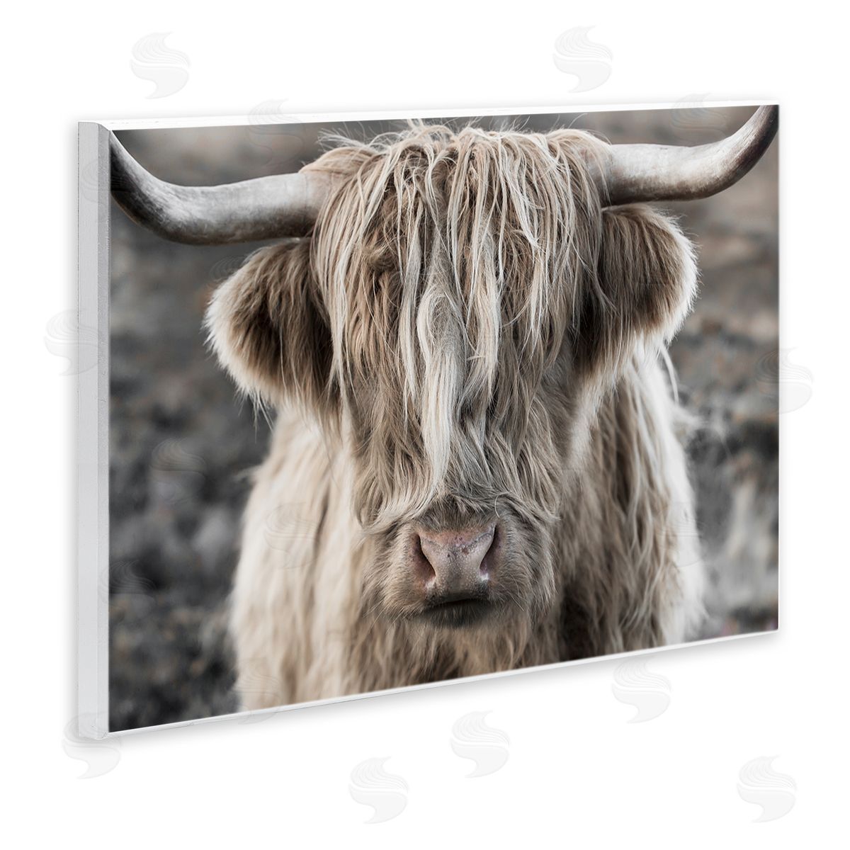Danita Delimont Detailed Highlands Cattle Rural Farm Photography Wall Plaque Art Print