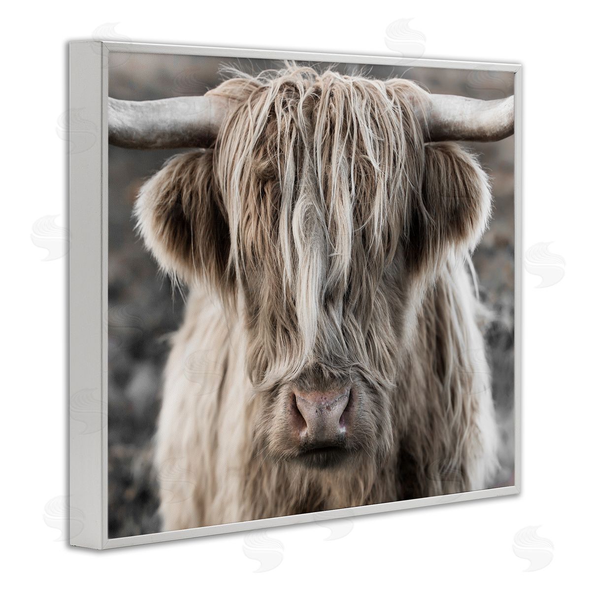Danita Delimont Detailed Highlands Cattle Rural Farm Photography White Framed Giclee Wall Art Print