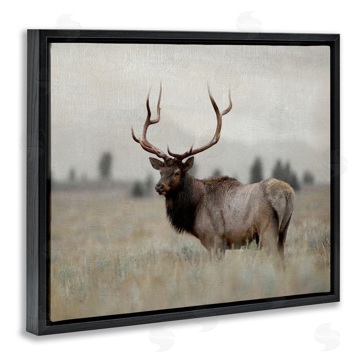 Danita Delimont Tranquil Elk Deer Grazing Rural Farmland Field  Black Floating Frame Canvas Wall Art Print