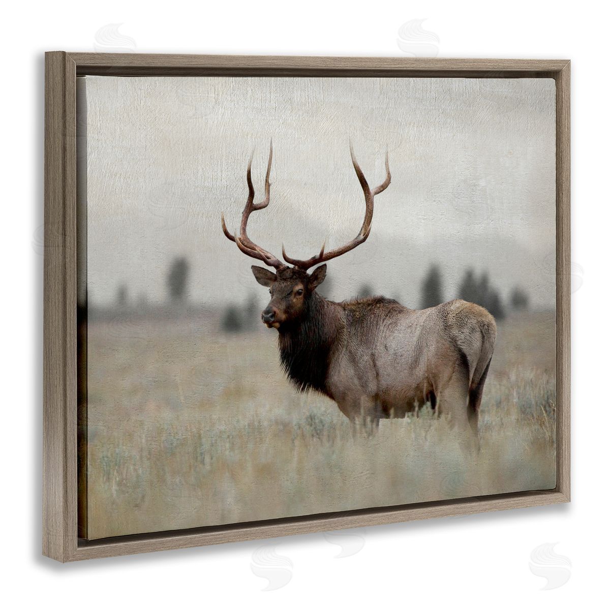 Danita Delimont Tranquil Elk Deer Grazing Rural Farmland Field  Brown Floating Frame Canvas Wall Art Print