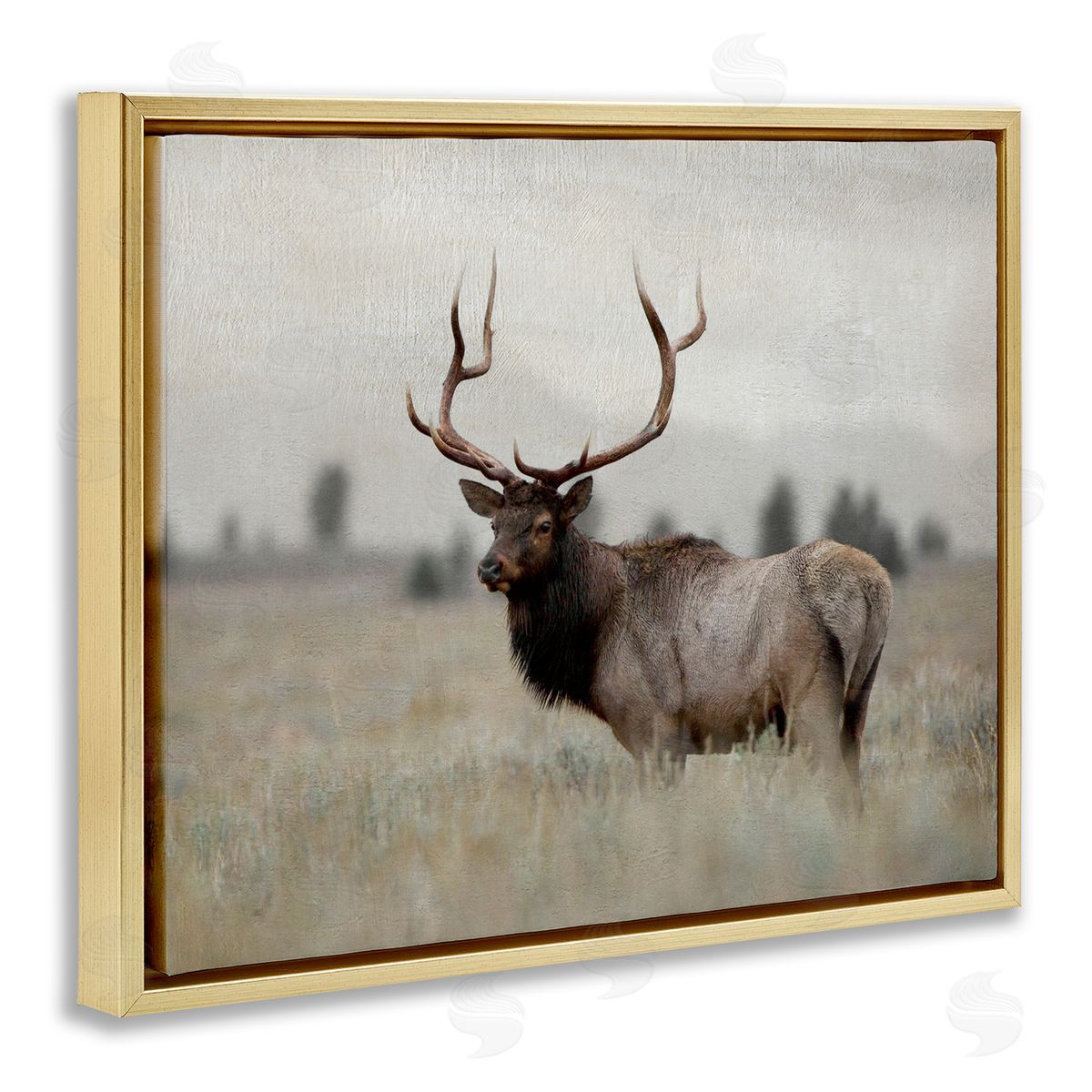 Danita Delimont Tranquil Elk Deer Grazing Rural Farmland Field  Gold Floating Frame Canvas Wall Art Print