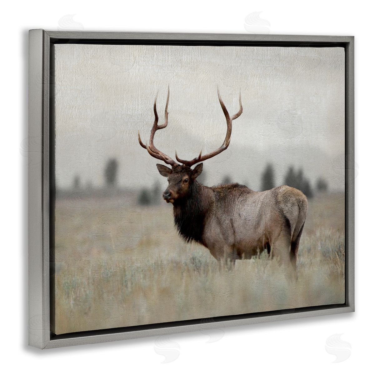 Danita Delimont Tranquil Elk Deer Grazing Rural Farmland Field  Gray Floating Frame Canvas Wall Art Print
