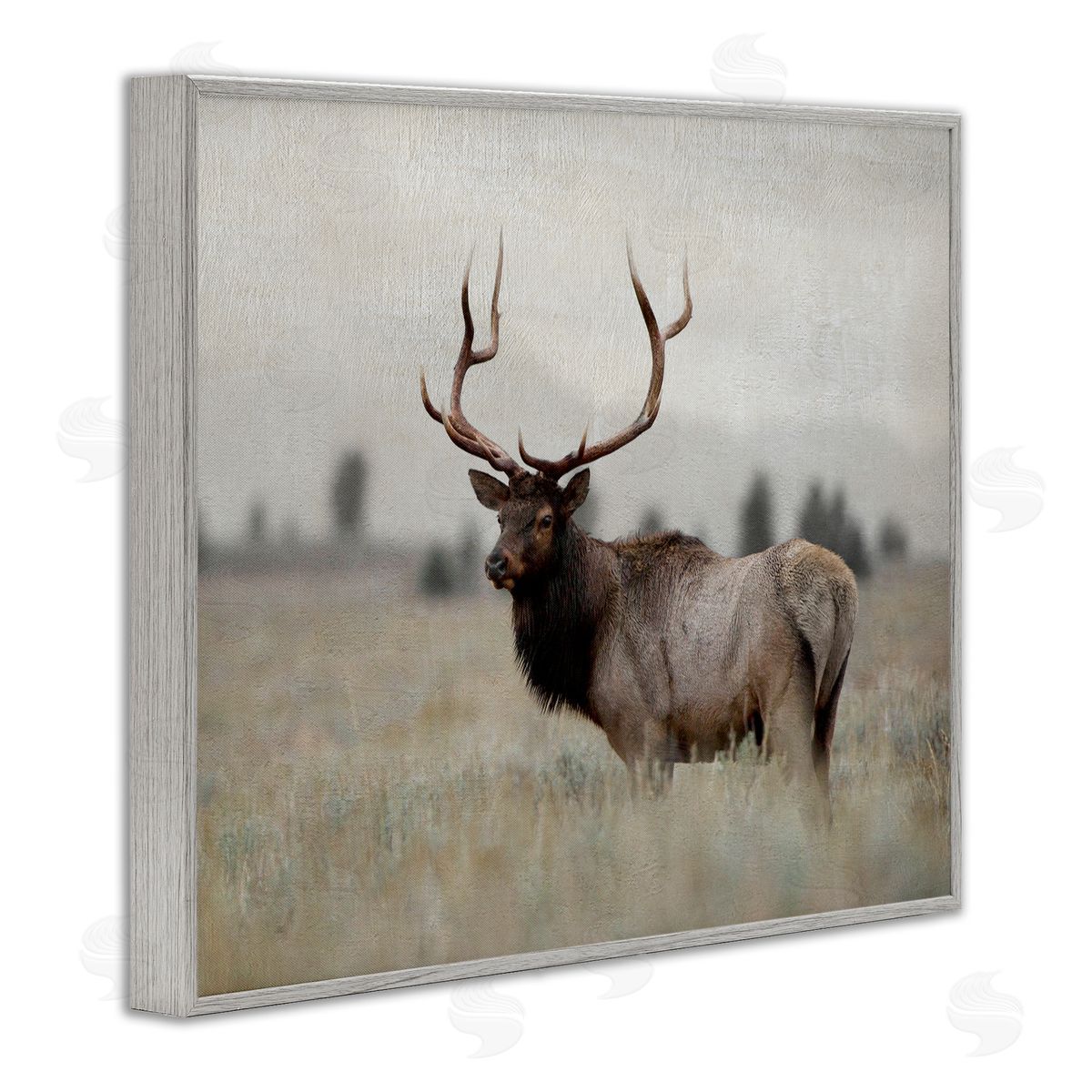 Danita Delimont Tranquil Elk Deer Grazing Rural Farmland Field  Gray Framed Giclee Wall Art Print