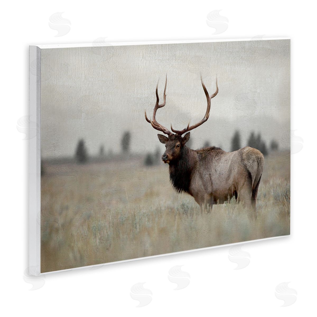 Danita Delimont Tranquil Elk Deer Grazing Rural Farmland Field  Wall Plaque Art Print