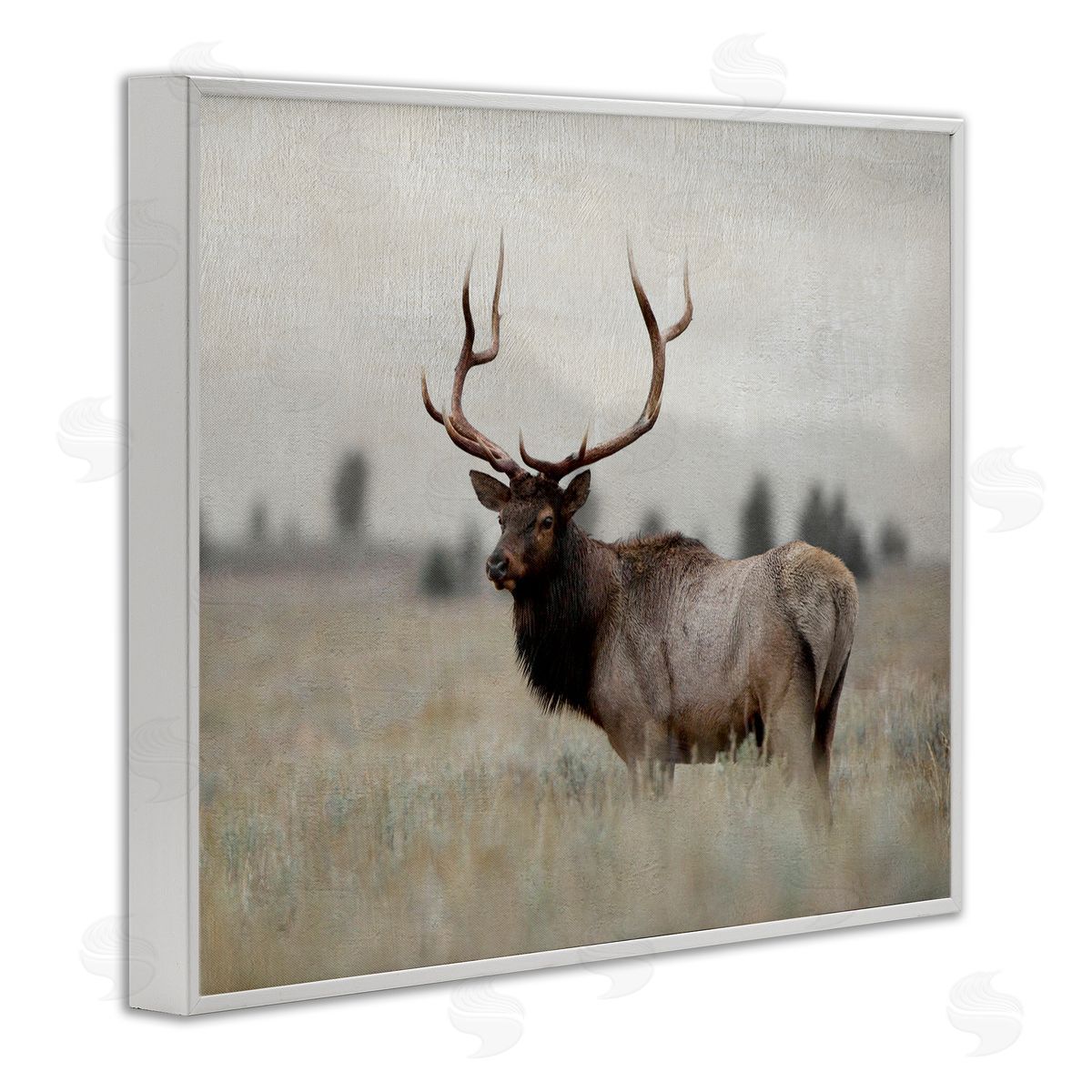 Danita Delimont Tranquil Elk Deer Grazing Rural Farmland Field  White Framed Giclee Wall Art Print