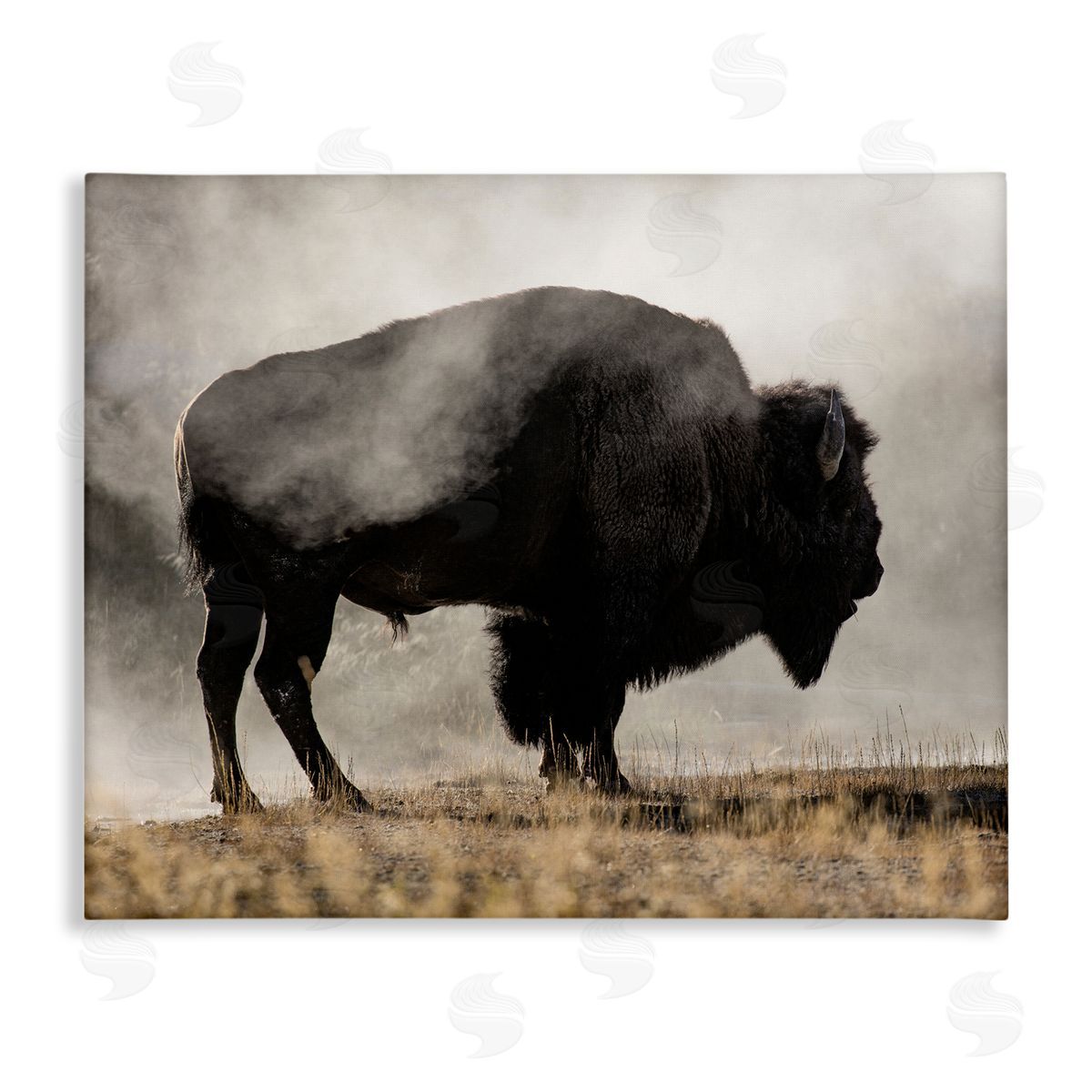 Danita Delimont Powerful Bison Grazing Foggy Rural Pasture Photography Stretched Canvas Wall Art Print