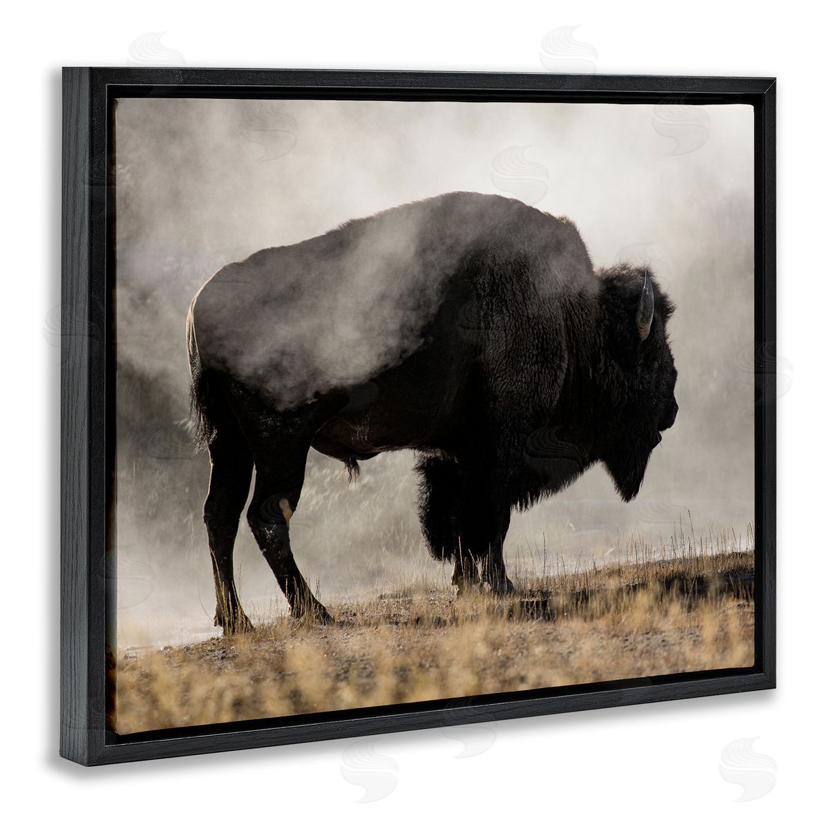 Danita Delimont Powerful Bison Grazing Foggy Rural Pasture Photography Black Floating Frame Canvas Wall Art Print