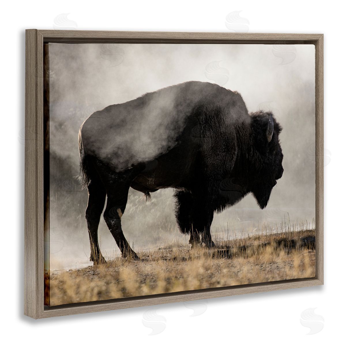 Danita Delimont Powerful Bison Grazing Foggy Rural Pasture Photography Brown Floating Frame Canvas Wall Art Print