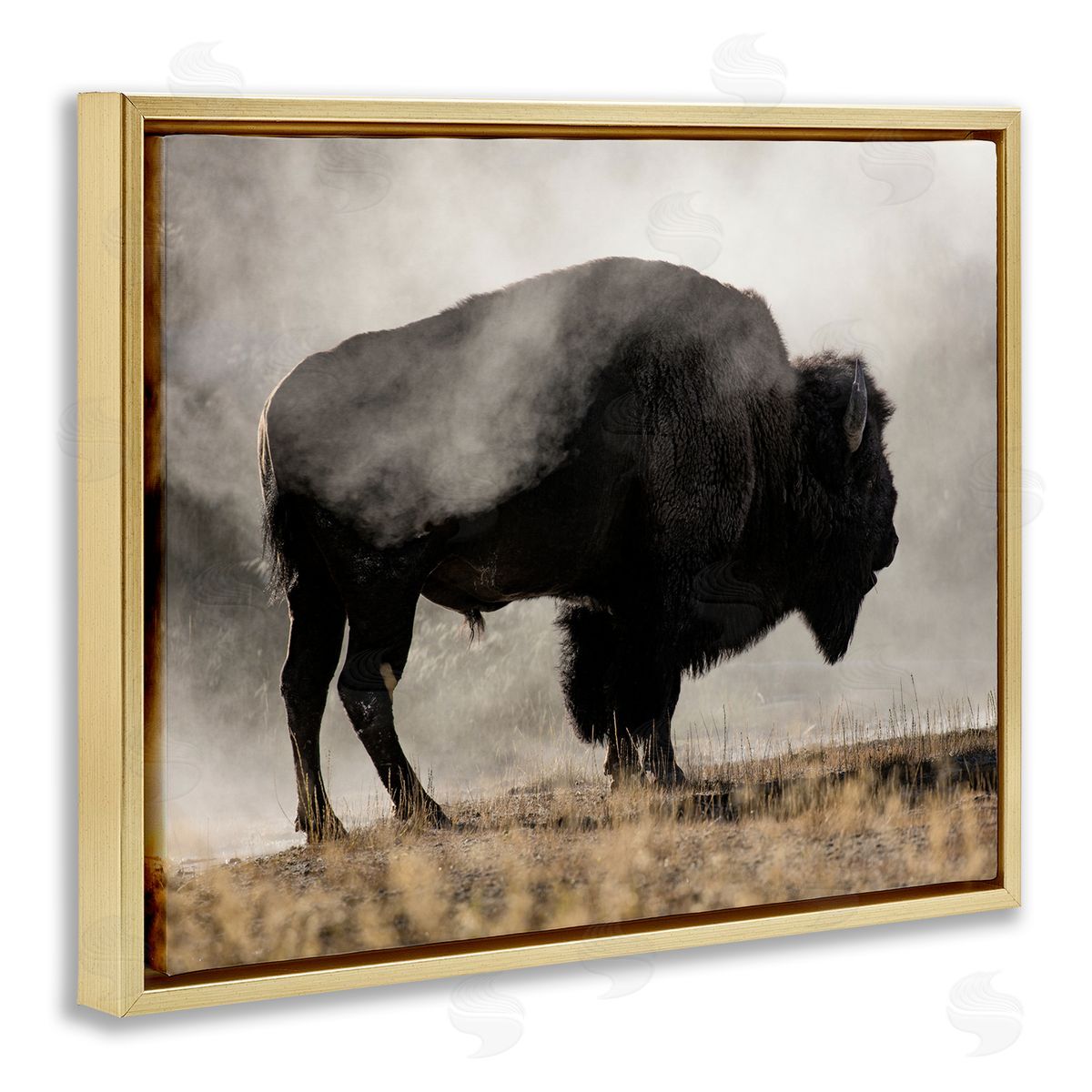Danita Delimont Powerful Bison Grazing Foggy Rural Pasture Photography Gold Floating Frame Canvas Wall Art Print