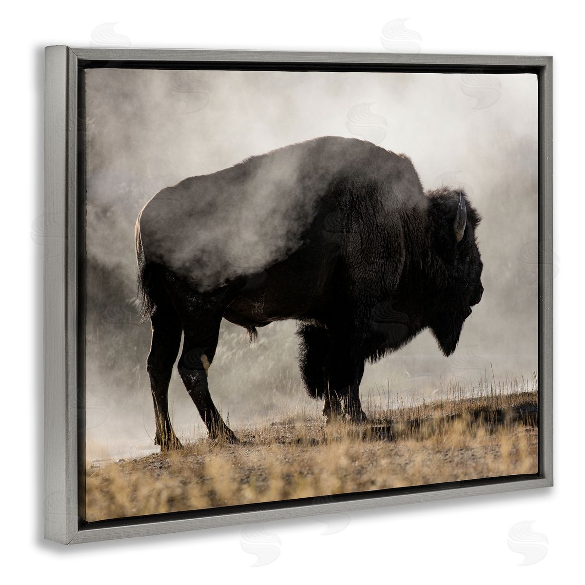 Danita Delimont Powerful Bison Grazing Foggy Rural Pasture Photography Gray Floating Frame Canvas Wall Art Print