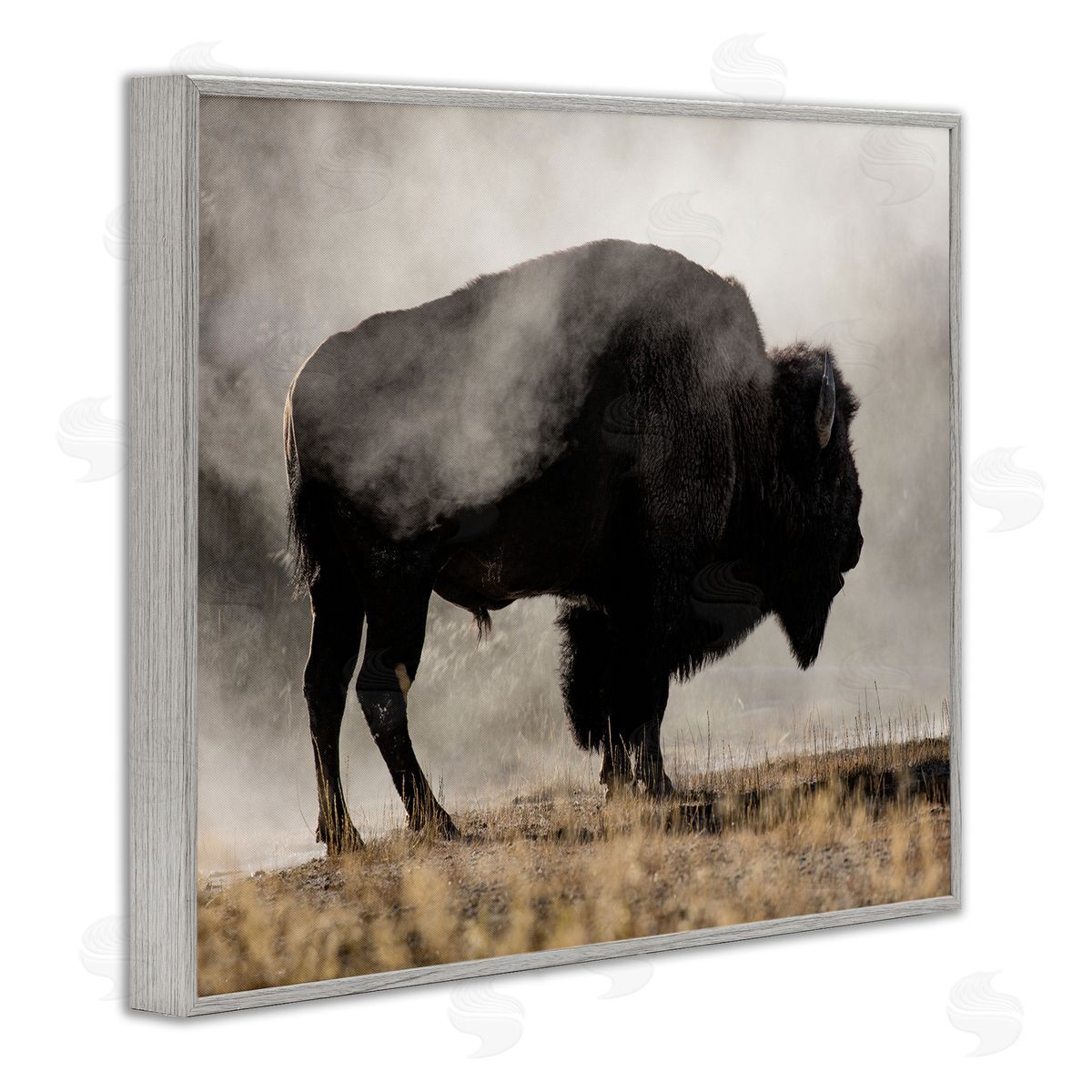 Danita Delimont Powerful Bison Grazing Foggy Rural Pasture Photography Gray Framed Giclee Wall Art Print