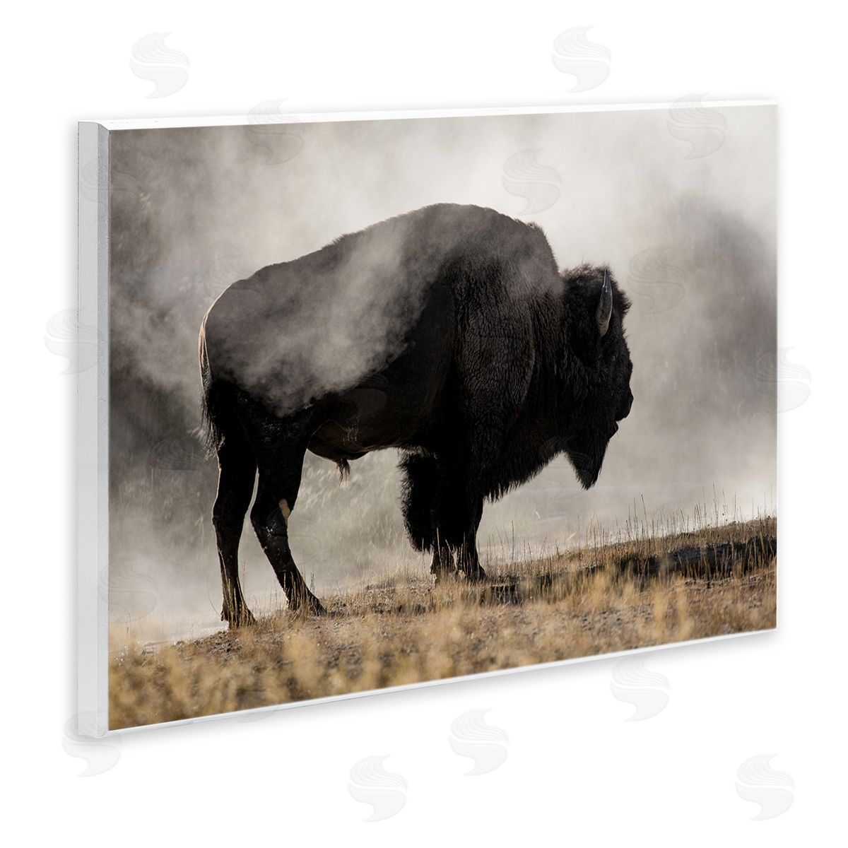 Danita Delimont Powerful Bison Grazing Foggy Rural Pasture Photography Wall Plaque Art Print