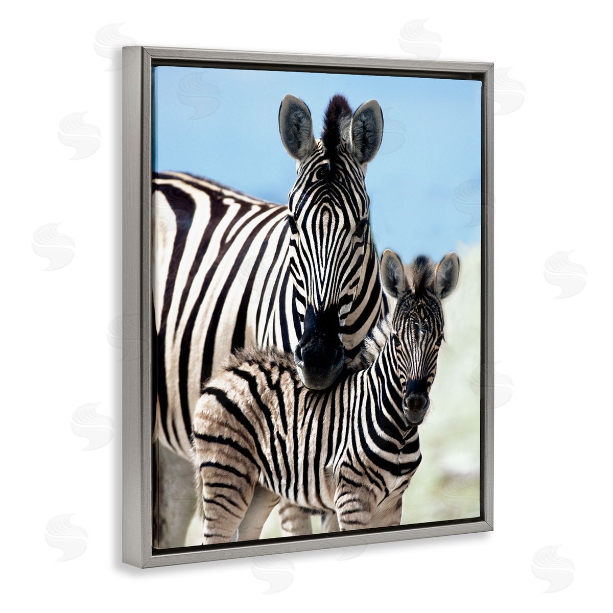 Danita Delimont Uplifting Zebra Family Mother Child Savanna Animals Gray Floating Frame Canvas Wall Art Print