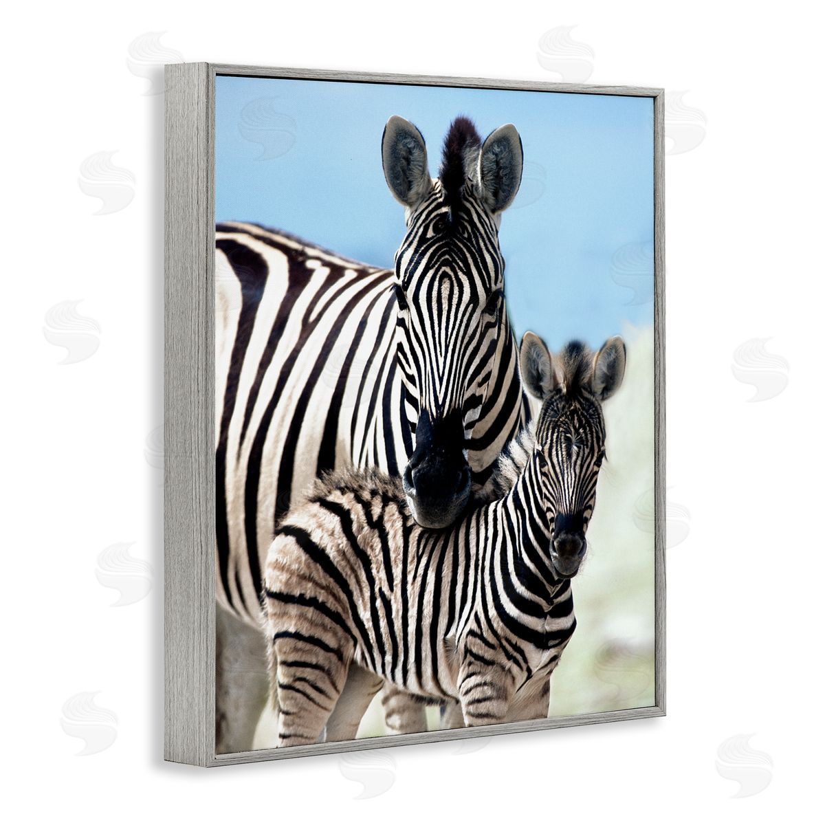 Danita Delimont Uplifting Zebra Family Mother Child Savanna Animals Gray Framed Giclee Wall Art Print