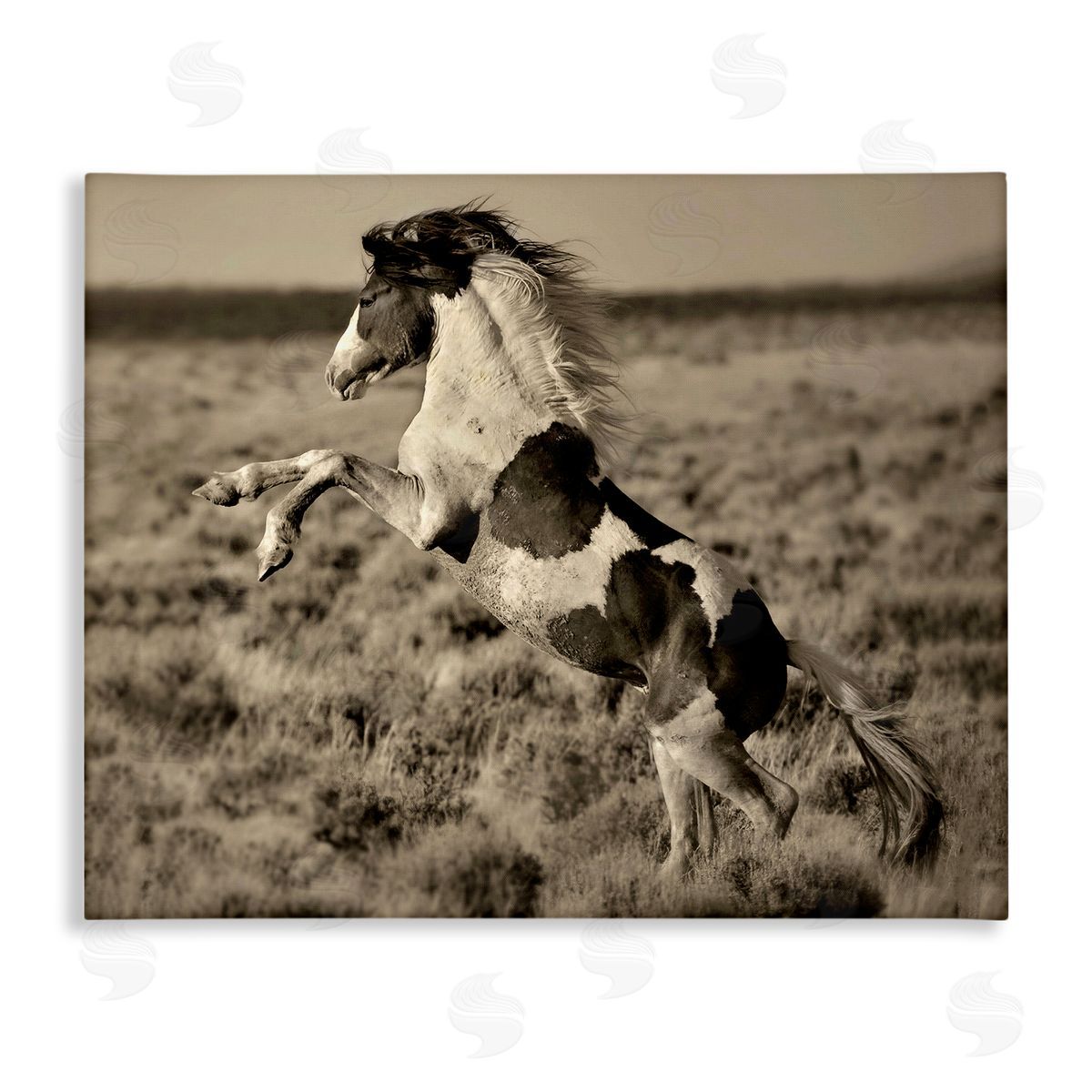 Lisa Dearing Rearing Spotted Horse Rural Countryside Field Photography Stretched Canvas Wall Art Print