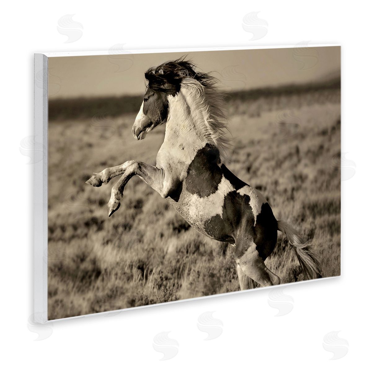 Lisa Dearing Rearing Spotted Horse Rural Countryside Field Photography Wall Plaque Art Print