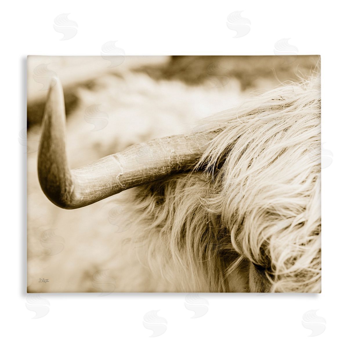 Donnie Quillen Beautiful Longhorn Highland Cattle Horn Sepia Photography Stretched Canvas Wall Art Print