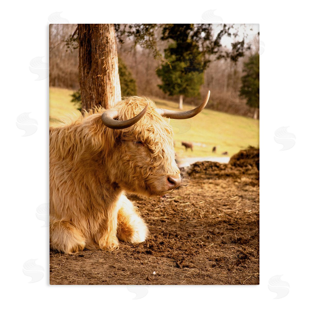 Donnie Quillen Relaxing Cattle Lying Beneath Tree Grazing Farmland Meadow  Stretched Canvas Wall Art Print