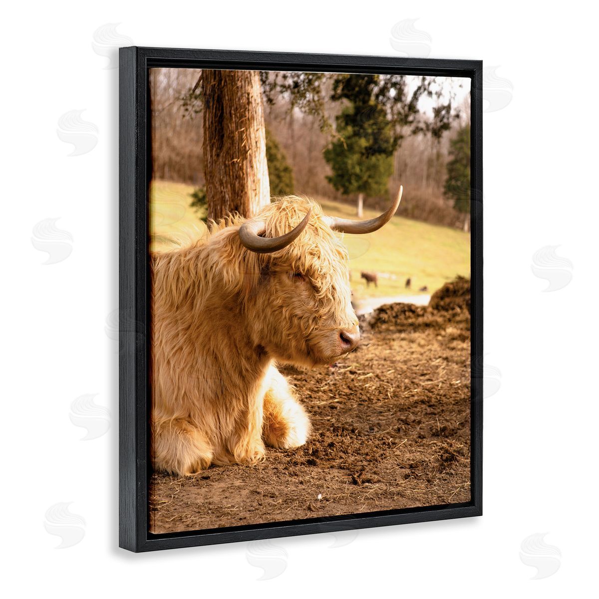 Donnie Quillen Relaxing Cattle Lying Beneath Tree Grazing Farmland Meadow  Black Floating Frame Canvas Wall Art Print