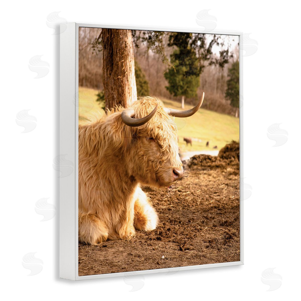Donnie Quillen Relaxing Cattle Lying Beneath Tree Grazing Farmland Meadow  White Framed Giclee Wall Art Print